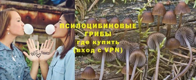 купить   Рыбное  гидра онион  Псилоцибиновые грибы MAGIC MUSHROOMS 